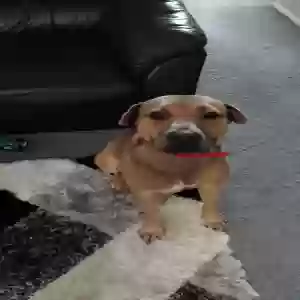 adoptable Dog in , England named Unknown