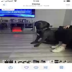 adoptable Dog in , Scotland named Copland