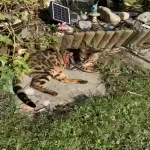 adoptable Cat in , England named Lily