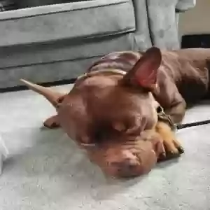 adoptable Dog in , Scotland named Rocky