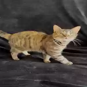 adoptable Cat in , England named Zara