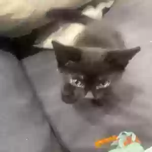 adoptable Cat in , England named Kelechi