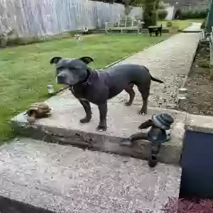 adoptable Dog in , England named Lexi
