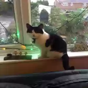 adoptable Cat in , England named JESSIE