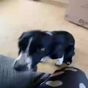 adoptable Dog in , Scotland named Judy