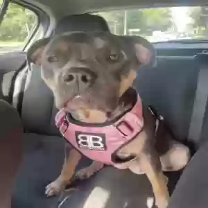 adoptable Dog in , England named Narla