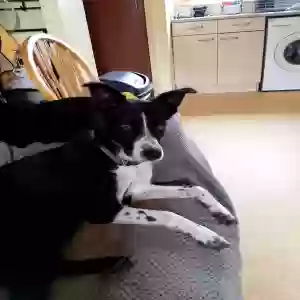 adoptable Dog in , Scotland named Judy