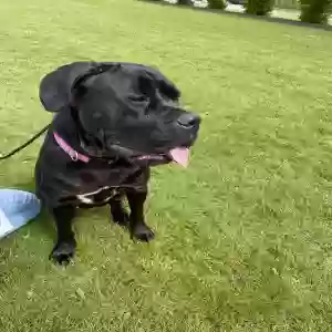 adoptable Dog in , England named Denver