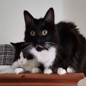 adoptable Cat in Newcastle Upon Tyne, England named Blink and masrmellow