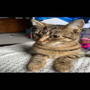 adoptable Cat in Preston, England named Mittens