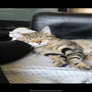adoptable Cat in Preston, England named Luna