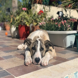 adoptable Dog in Southampton, England named Chasqui