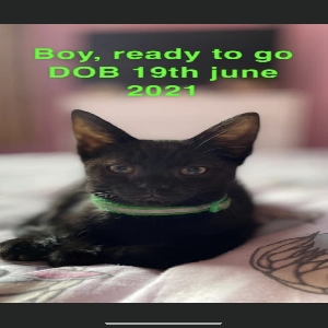 adoptable Cat in Preston, England named Green