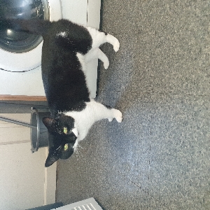 adoptable Cat in Manchester, England named Patch