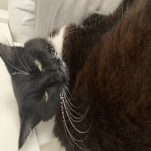 adoptable Cat in London, England named Sophie