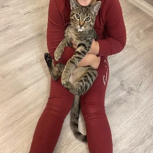 adoptable Cat in Canterbury, England named Simba