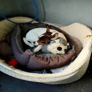 adoptable Dog in St Davids, Wales named Bear