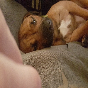 adoptable Dog in Sheffield, England named Yogi