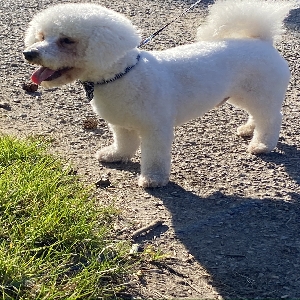 adoptable Dog in Durham, England named Harry