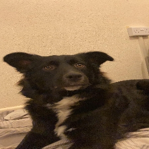 adoptable Dog in Chelmsford, England named Hope
