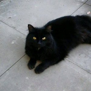 adoptable Cat in Edinburgh, Scotland named Mister
