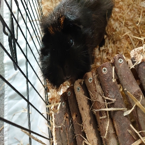 adoptable  in Bangor, Wales named Ozzie