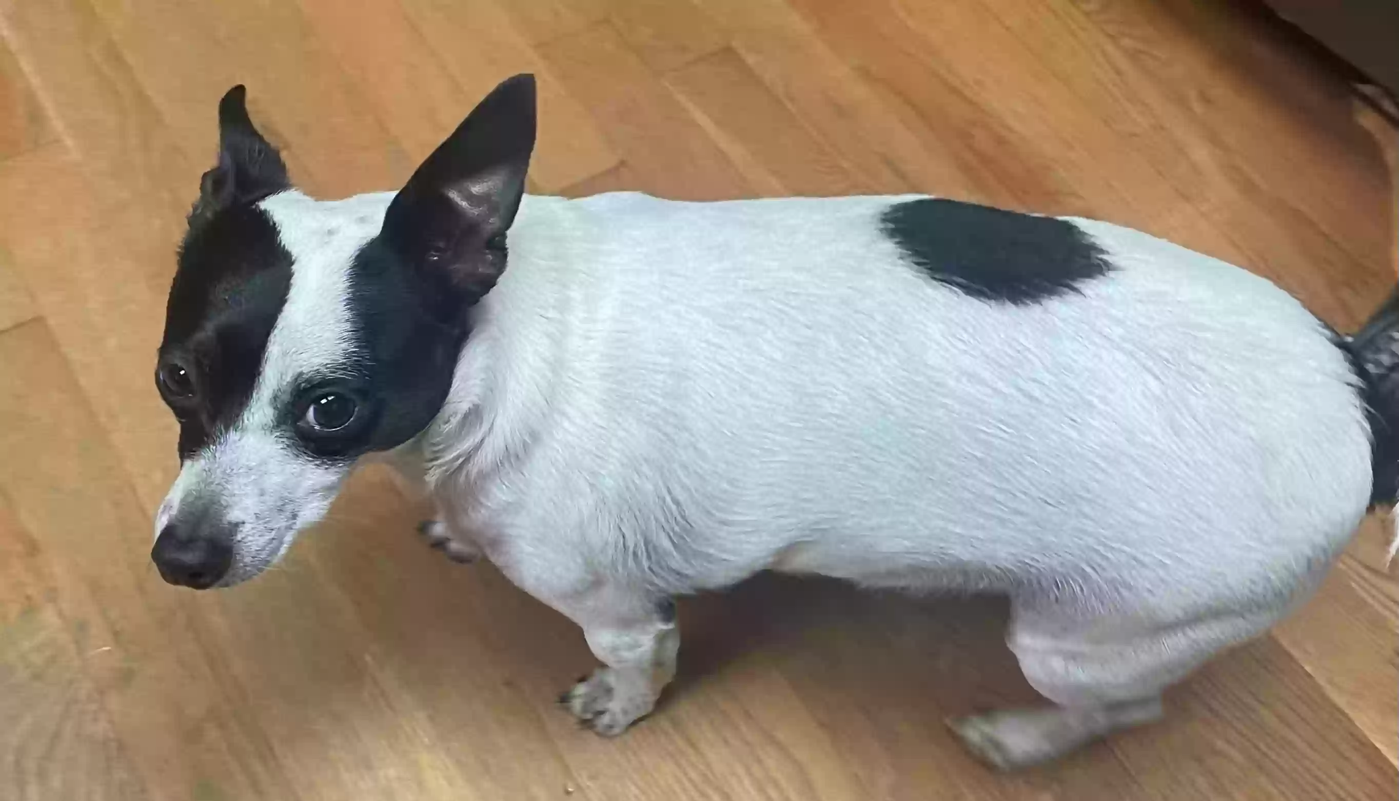 adoptable Dog in Burleson,TX named Oreo