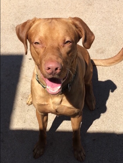 adoptable Dog in Abilene,TX named Milo
