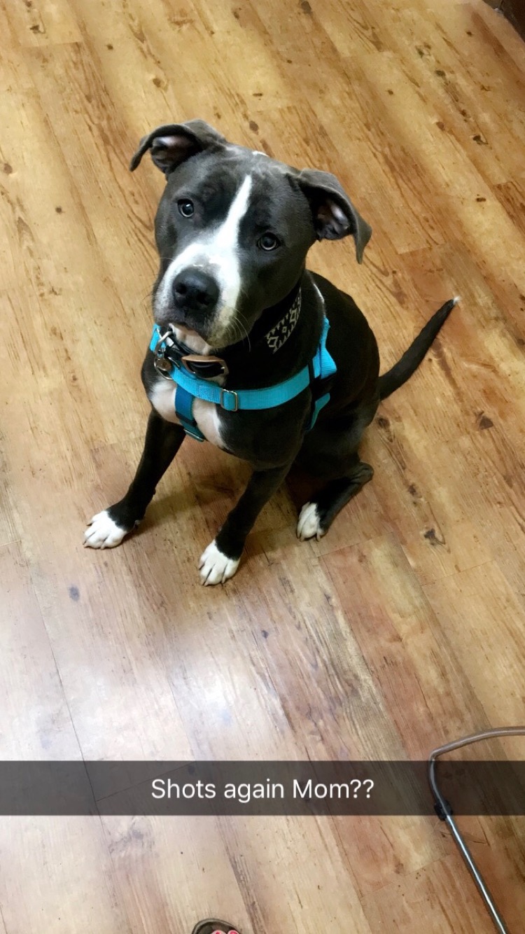 adoptable Dog in Edwardsville,IL named Blue bell