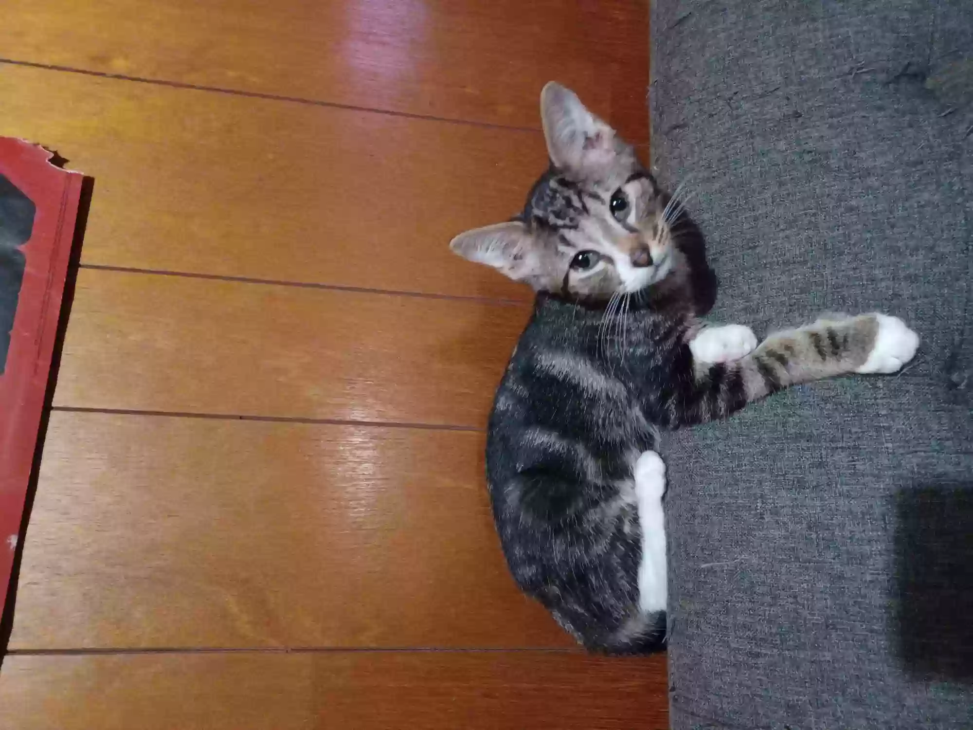 adoptable Cat in Saint Joseph,MO named Inigo