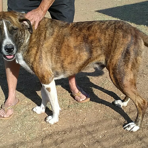 adoptable Dog in Petersburg,TX named Mister