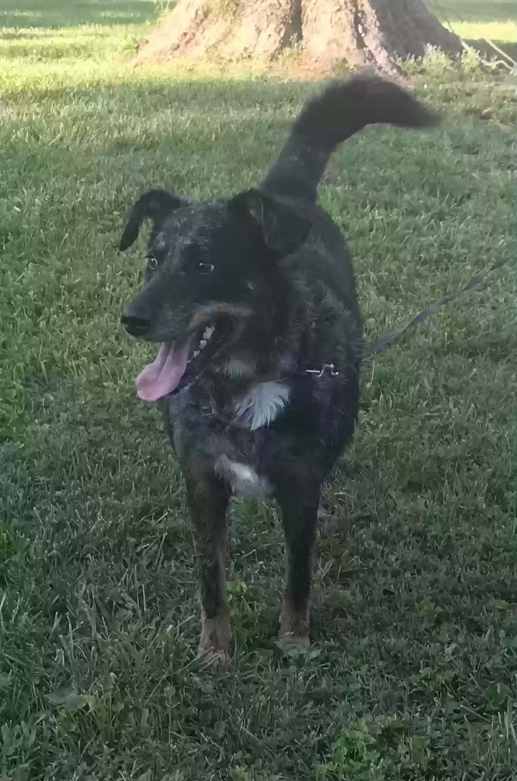 adoptable Dog in High Ridge,MO named Motley