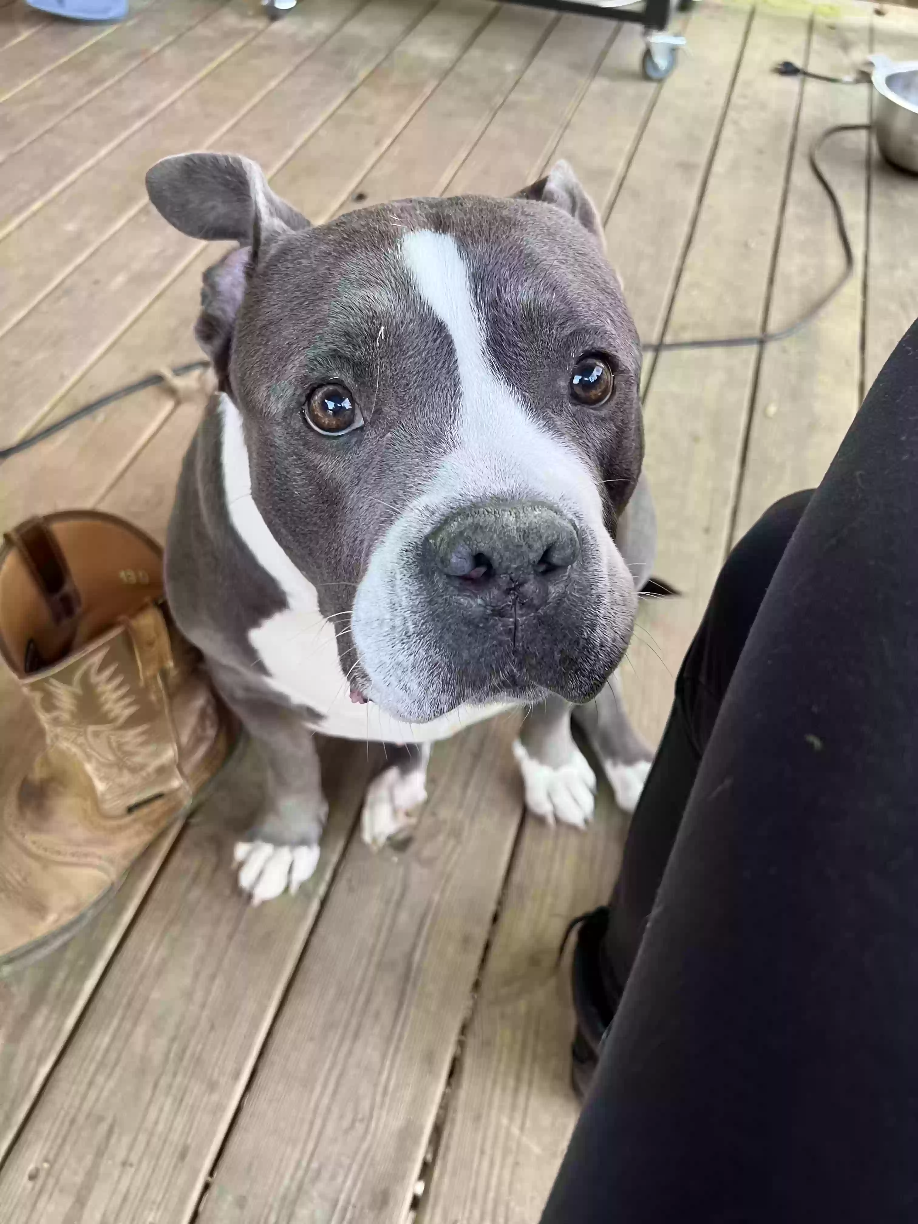 adoptable Dog in Buford,GA named Mia