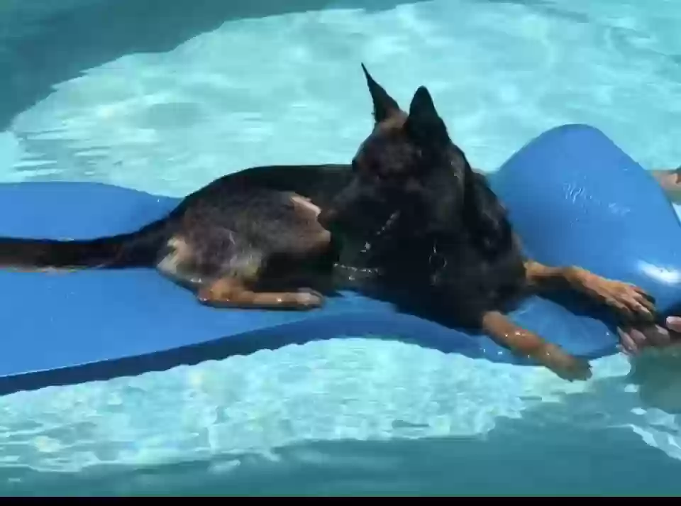 adoptable Dog in Dallas,GA named Loki