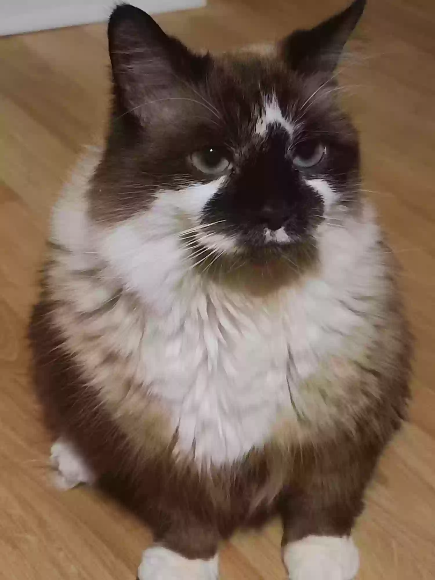 adoptable Cat in Kenosha,WI named Oliver