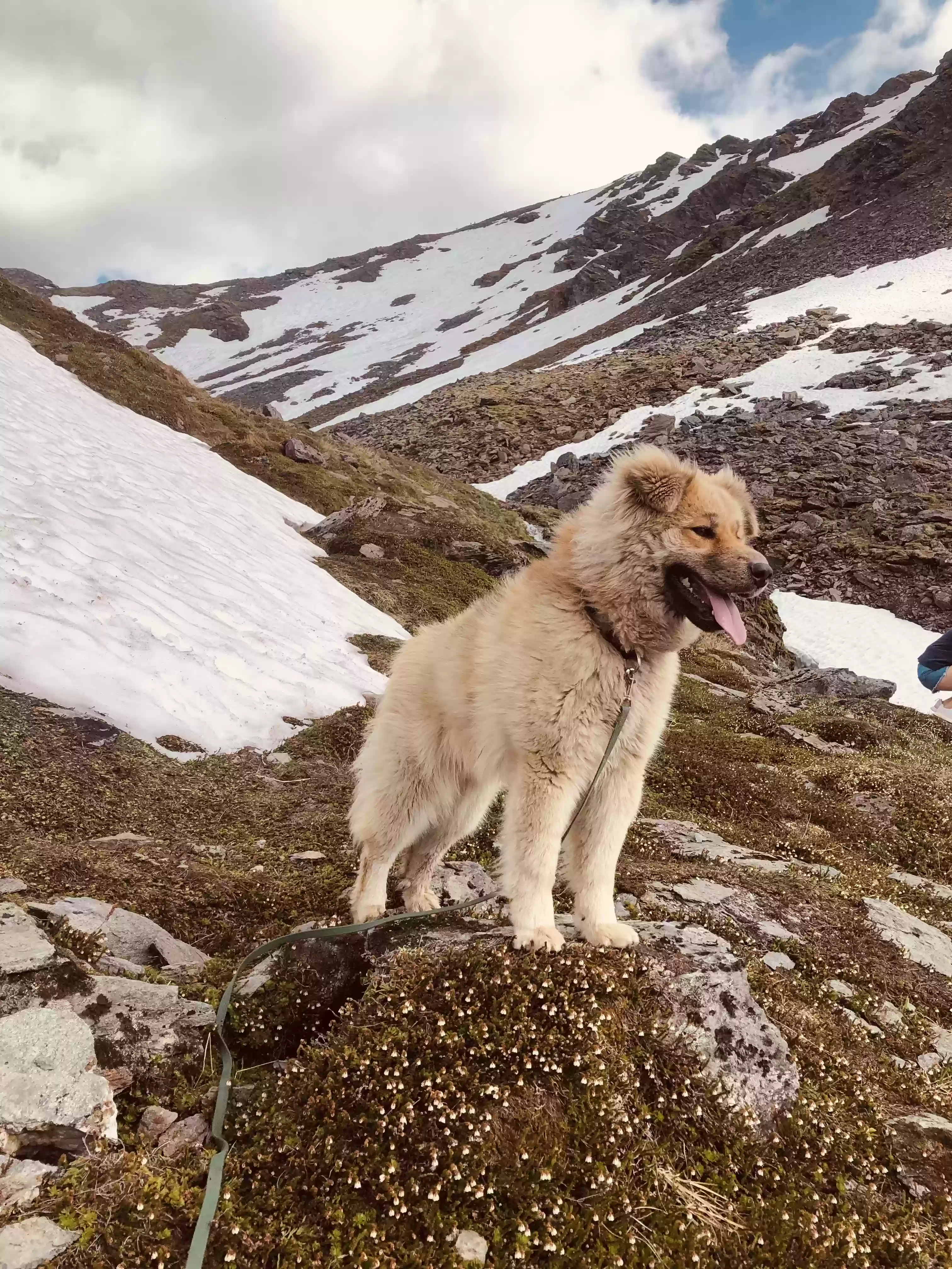 adoptable Dog in Wasilla,AK named Tyzik