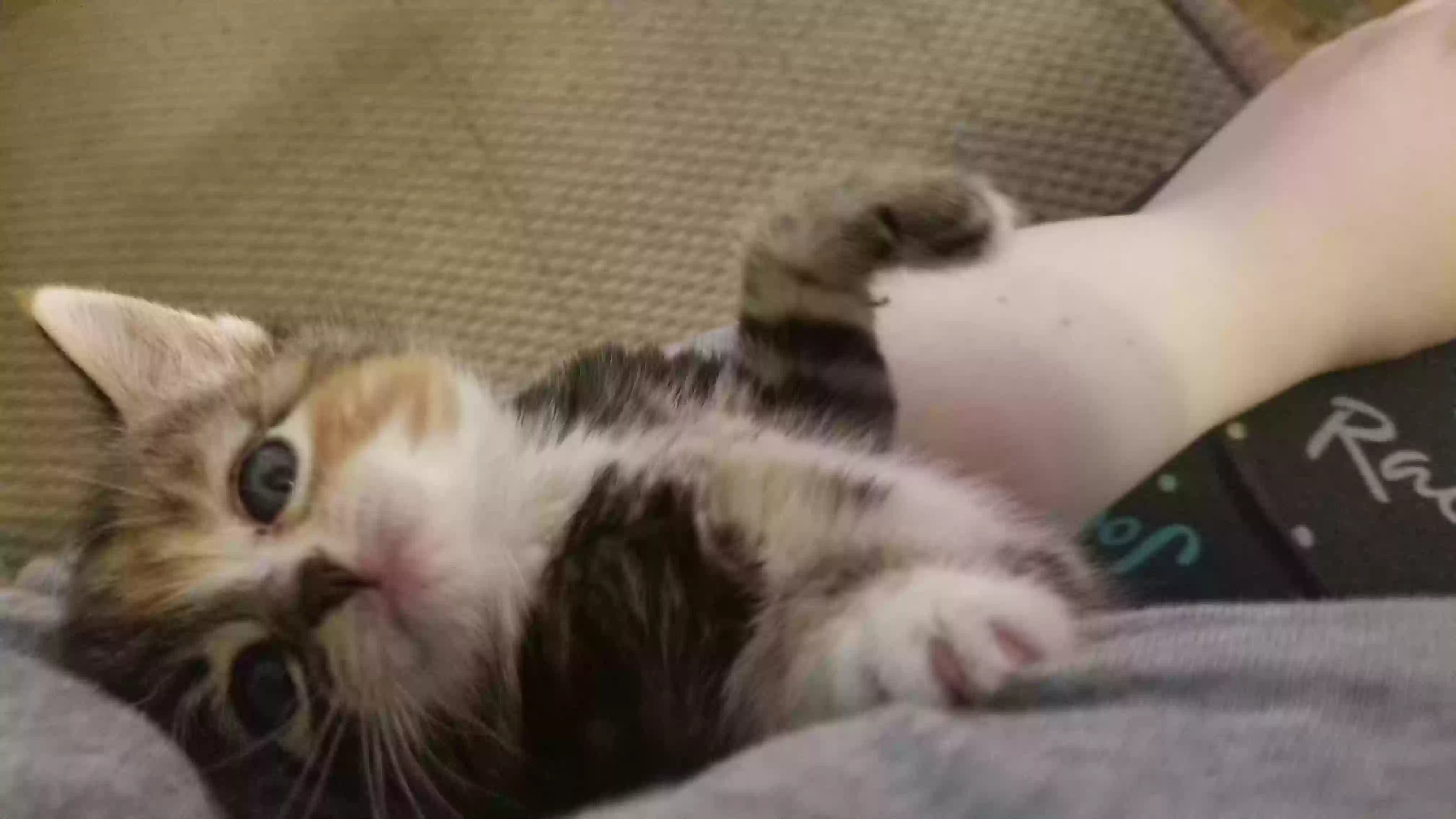 adoptable Cat in Mesa,WA named Muffin