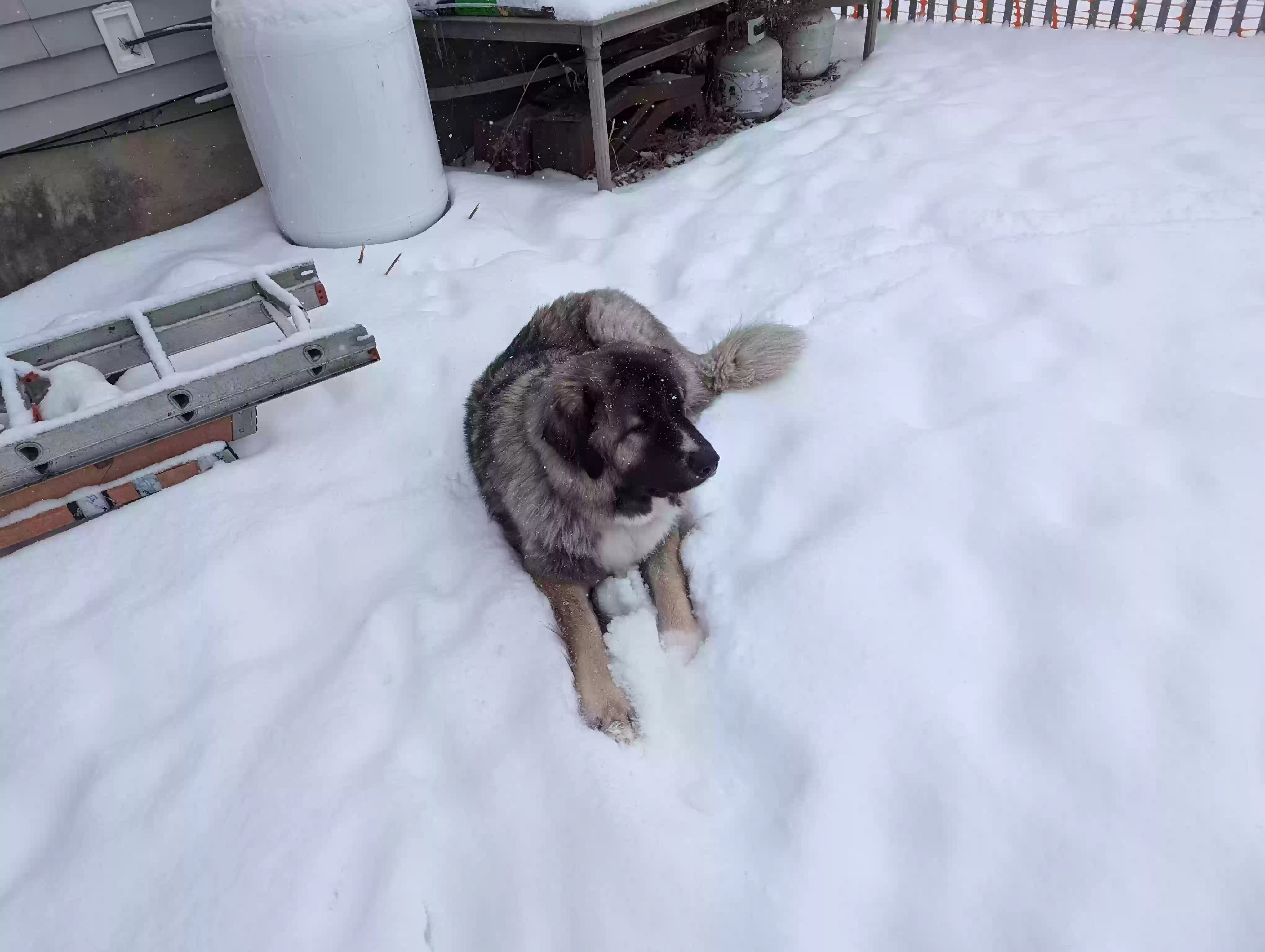 adoptable Dog in Alburgh,VT named Thor
