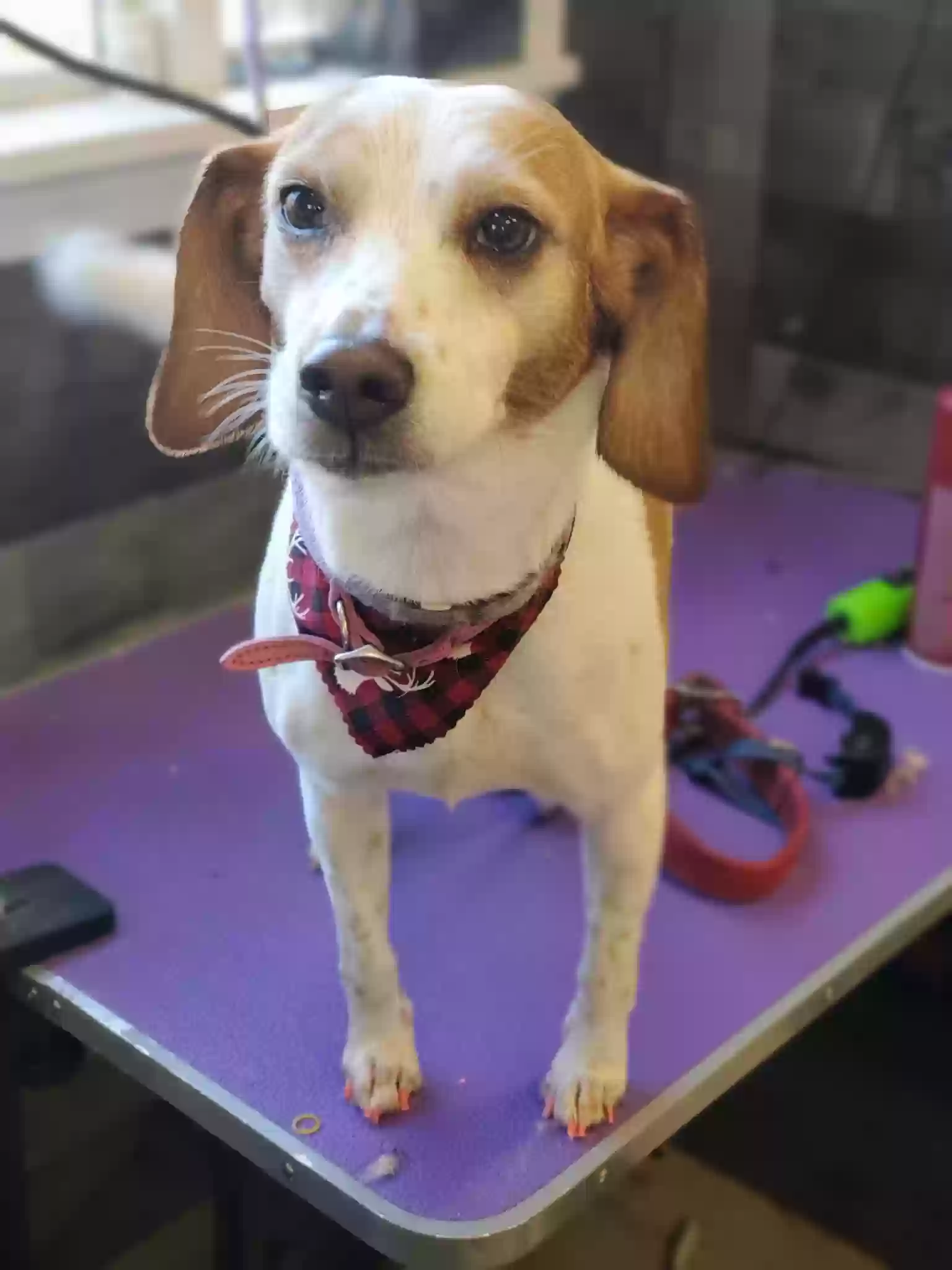 adoptable Dog in Gonzales,LA named Ginger