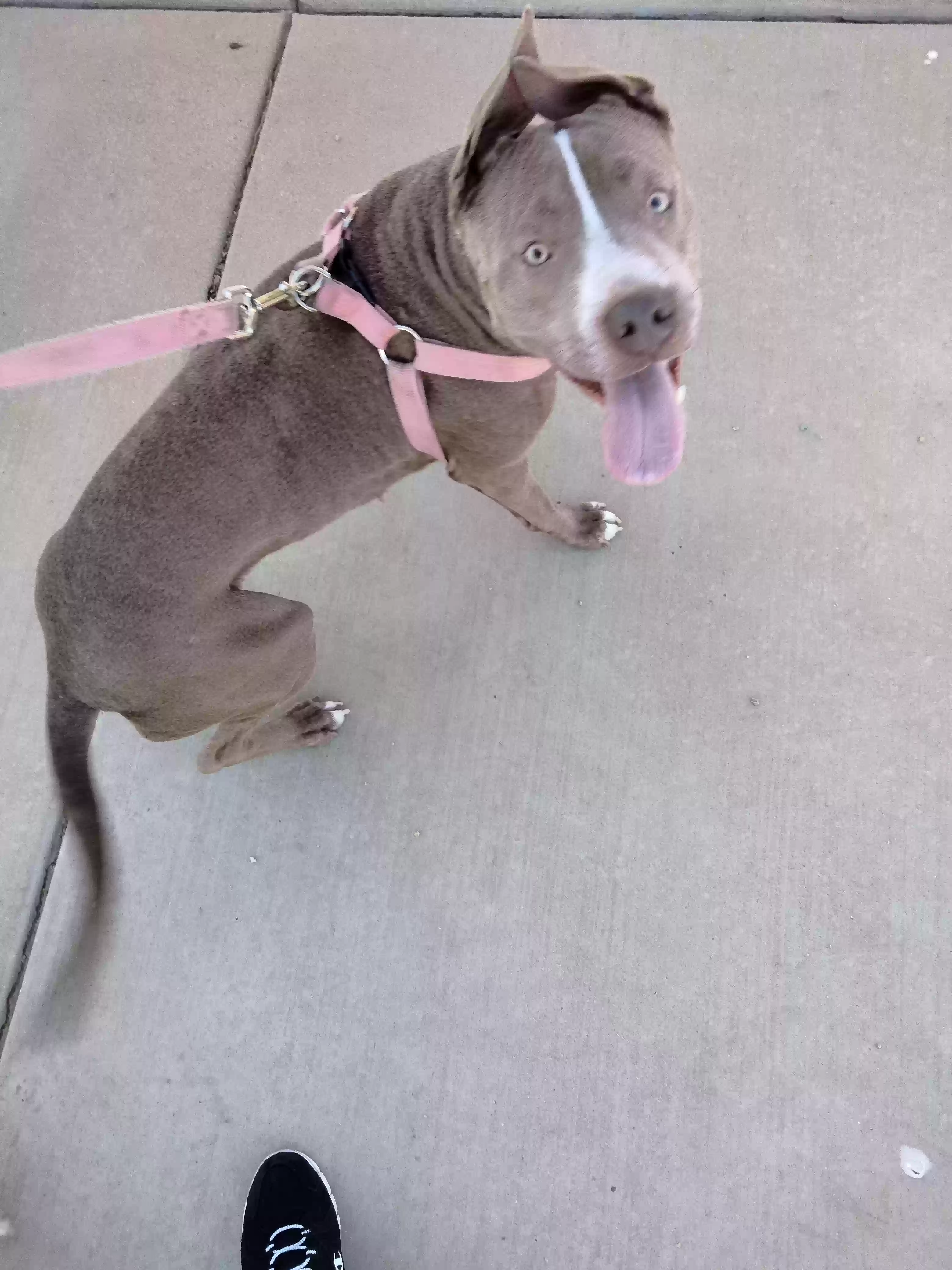 adoptable Dog in Tucson,AZ named Shiloh