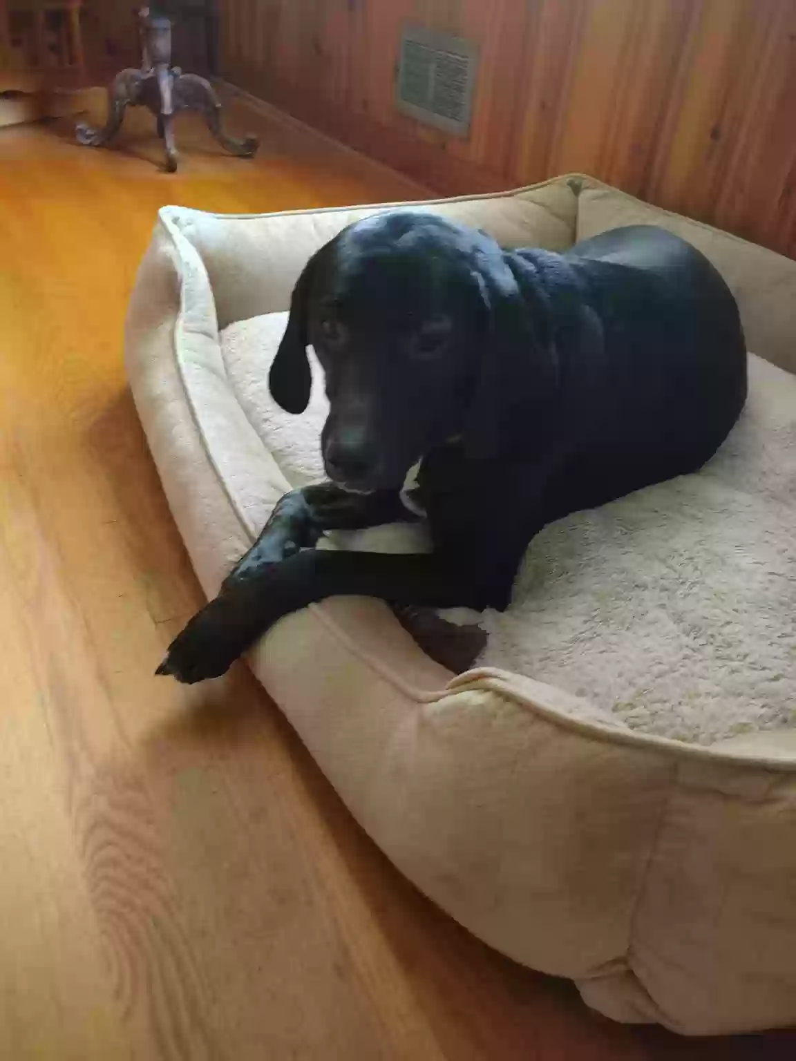 adoptable Dog in Mount Jackson,VA named Eloise