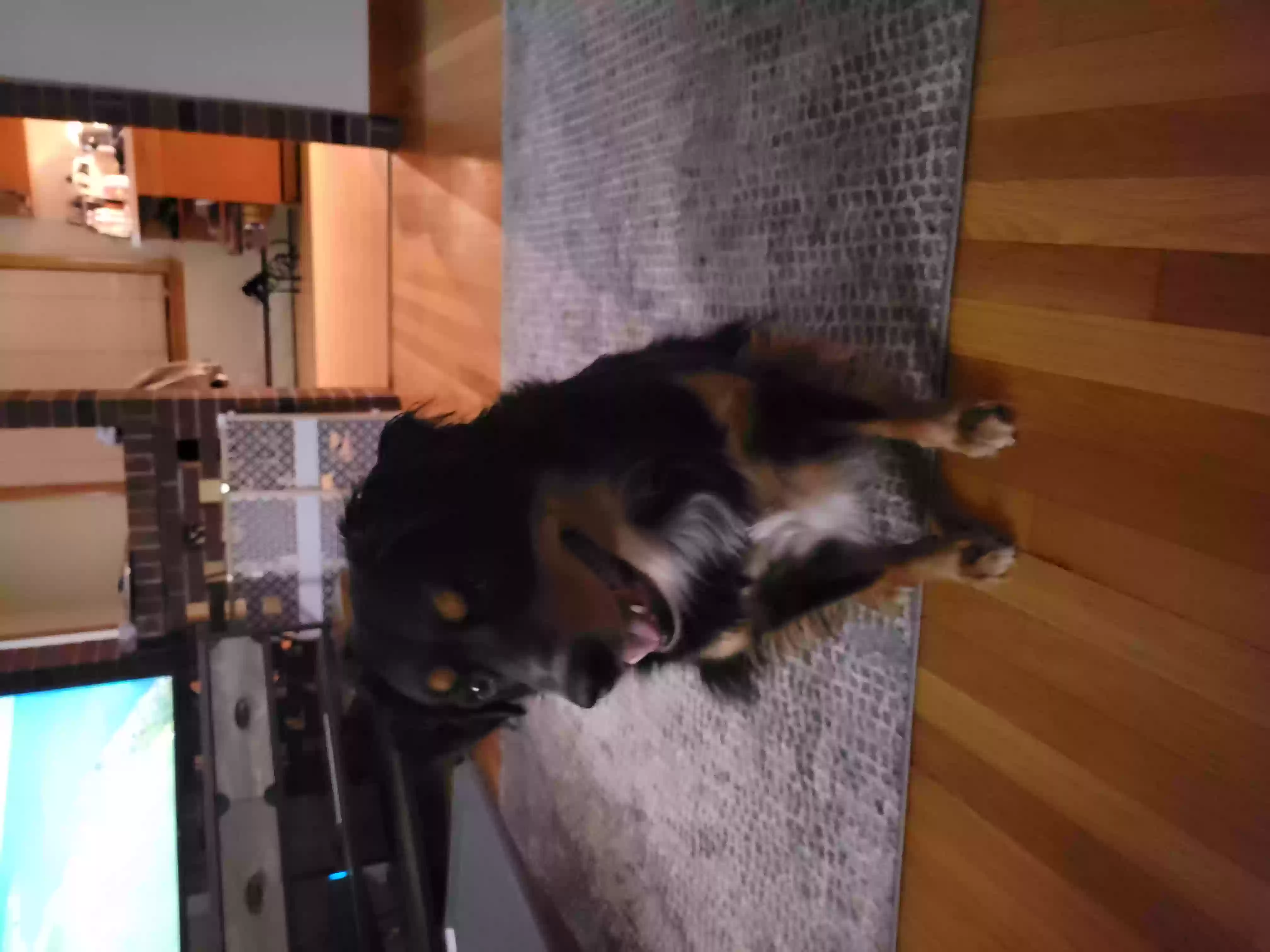 adoptable Dog in Nashua,NH named Murphy