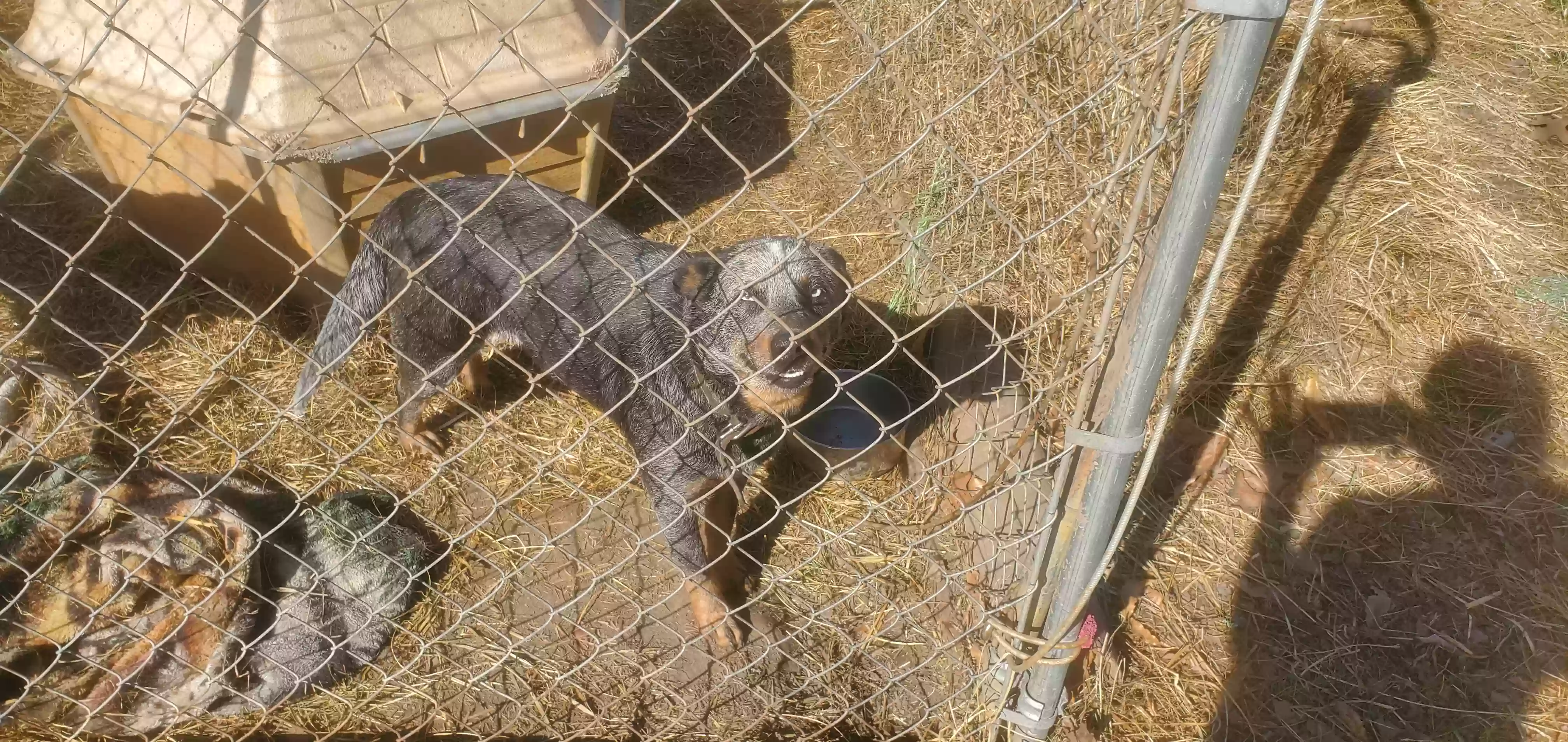 adoptable Dog in Austin,AR named Bella Blu girl