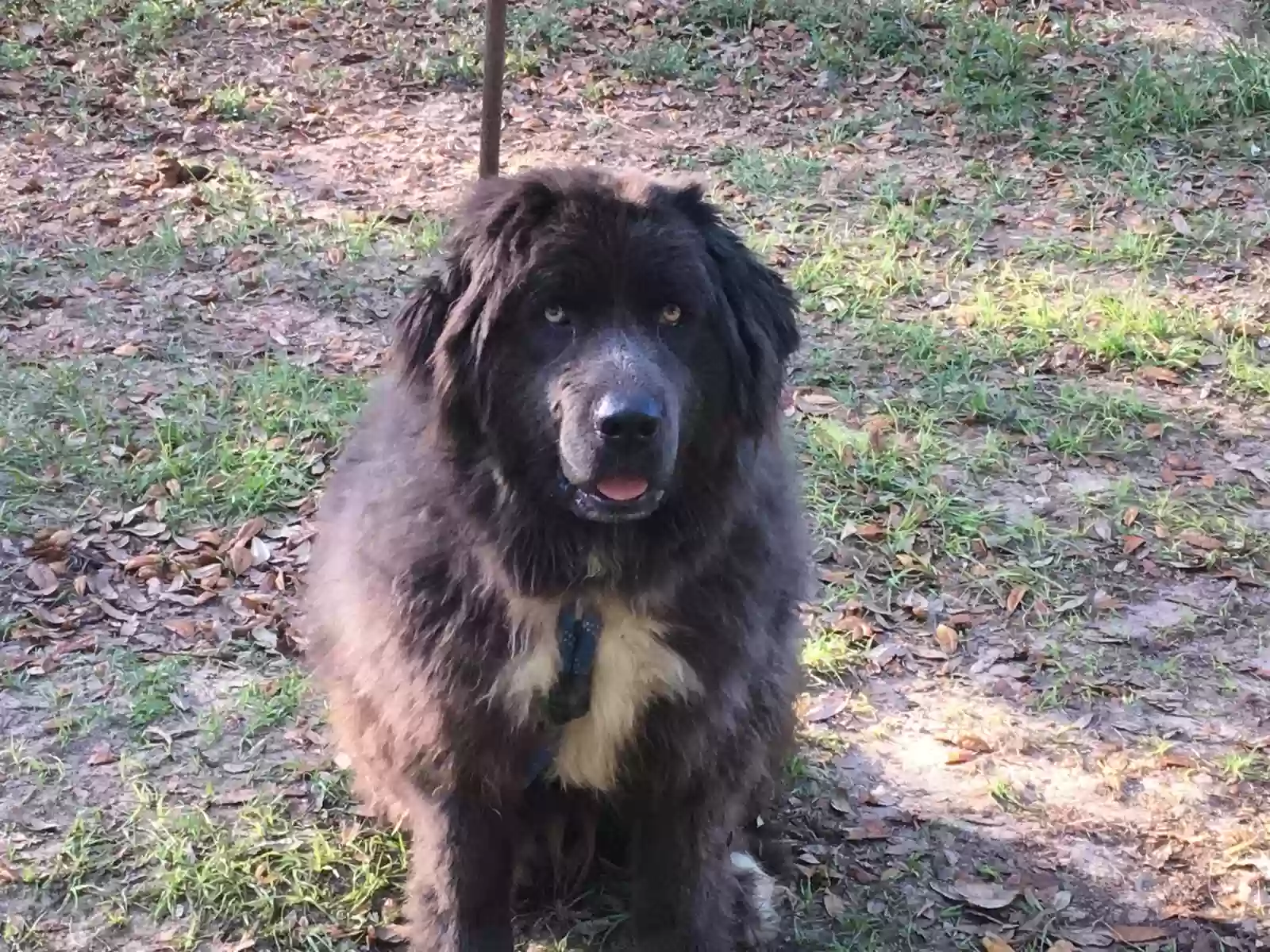 adoptable Dog in Williston,FL named Mittens