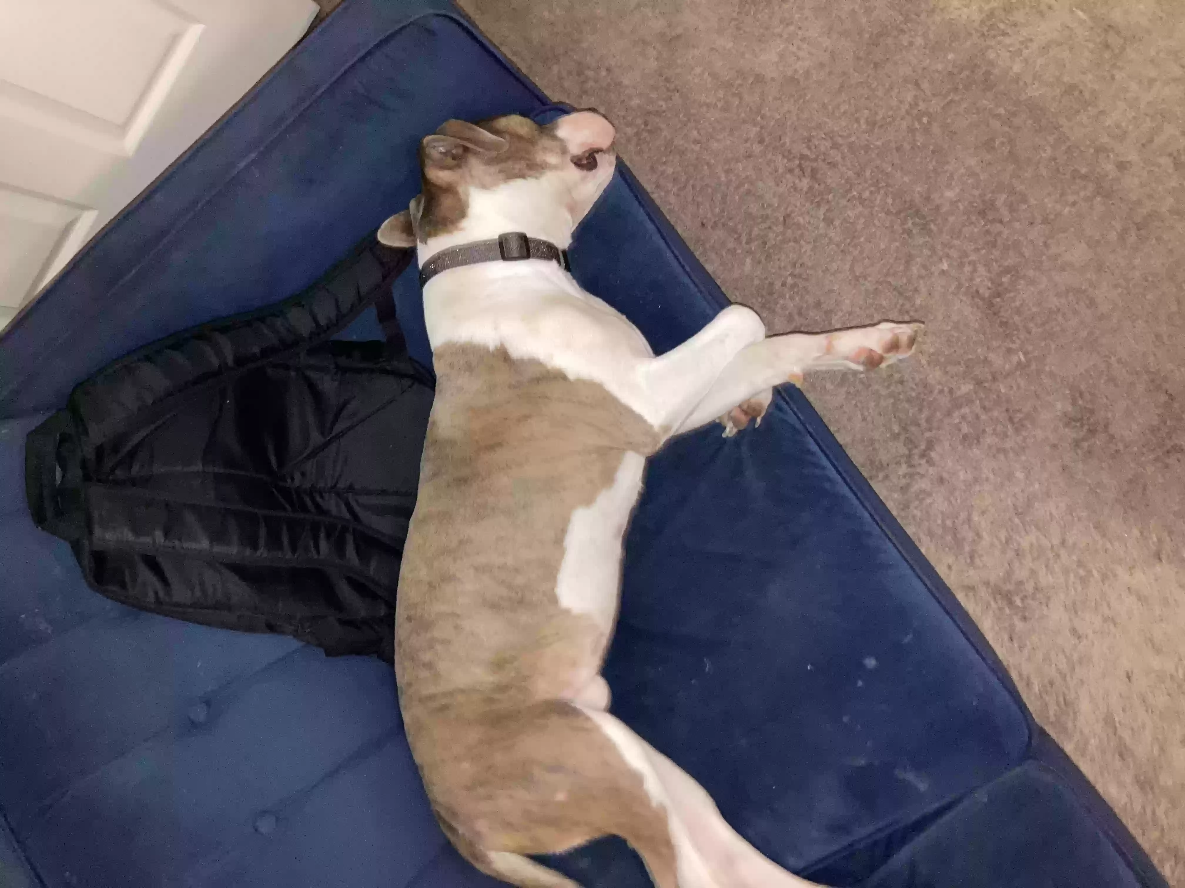 adoptable Dog in Baton Rouge,LA named Congo