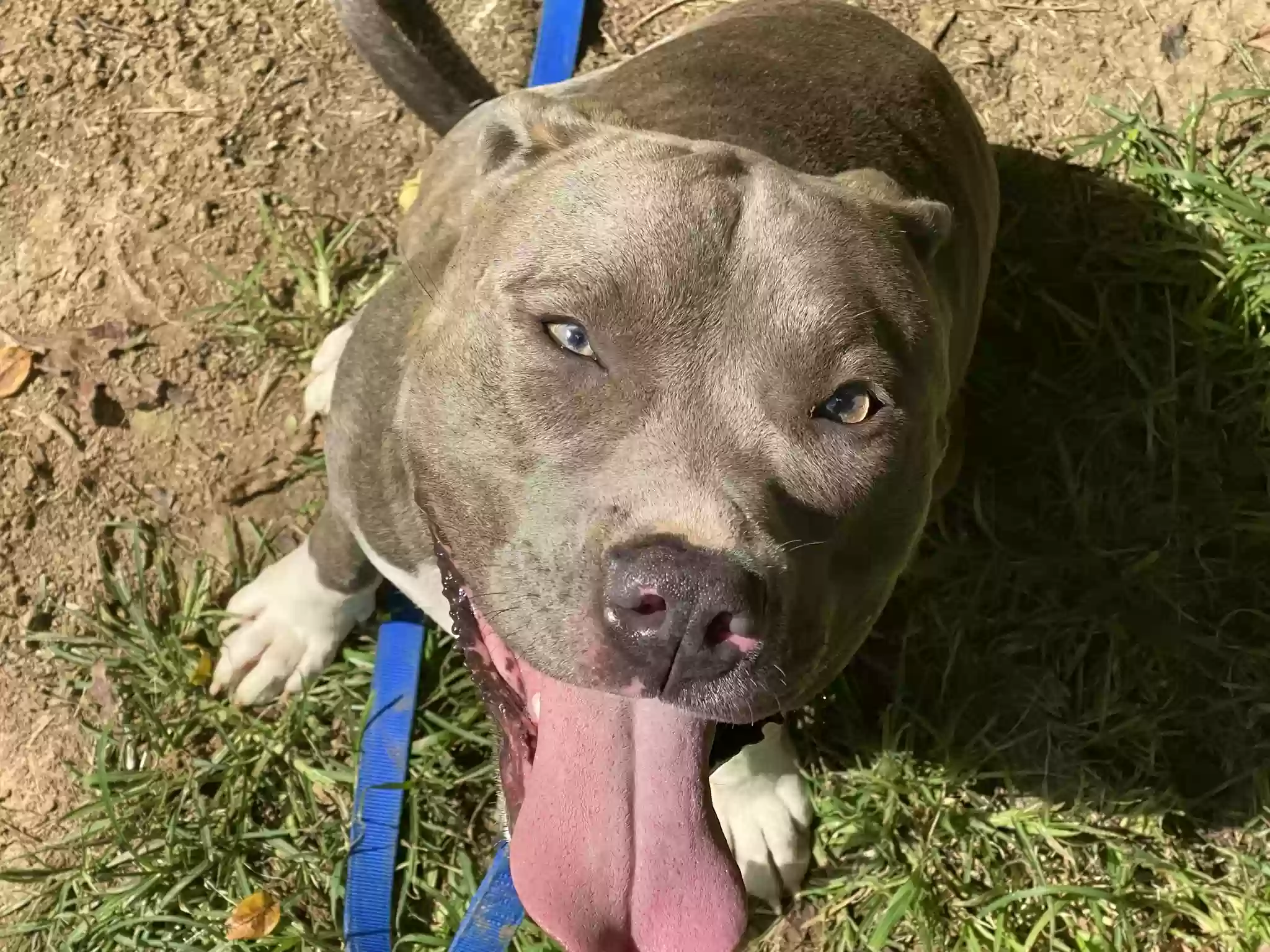 adoptable Dog in Bardstown,KY named Adonis