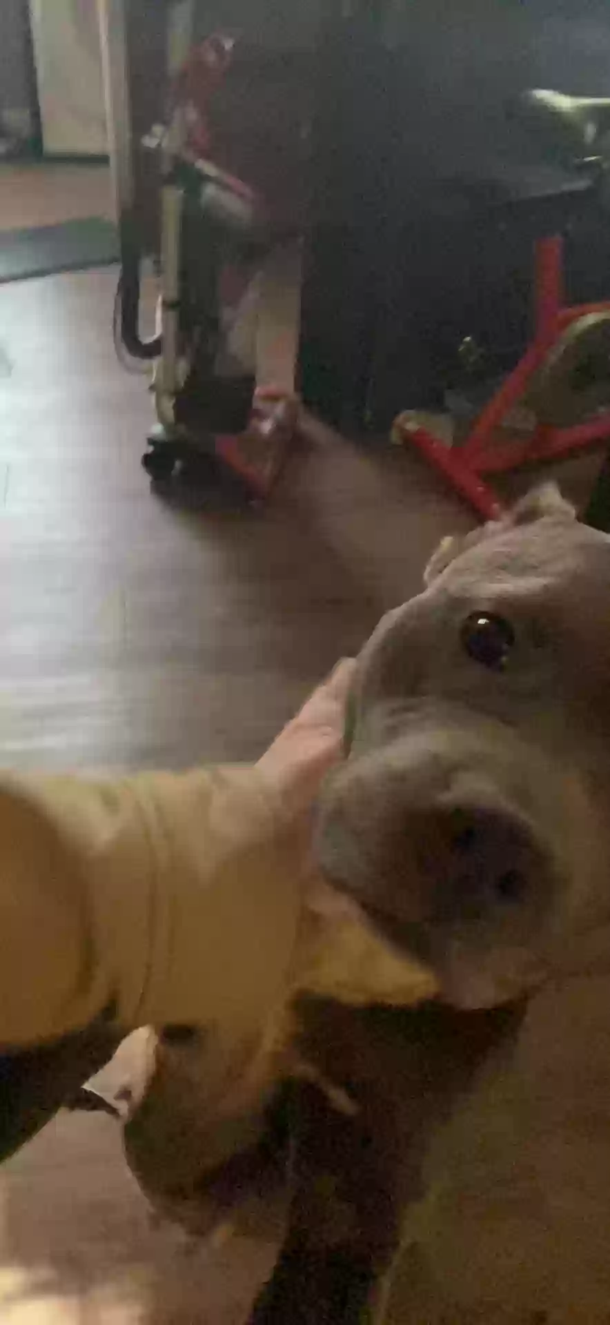 adoptable Dog in Lithonia,GA named Sloan