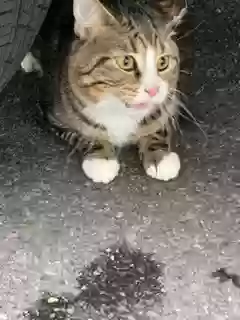 adoptable Cat in New Hyde Park,NY named Anito