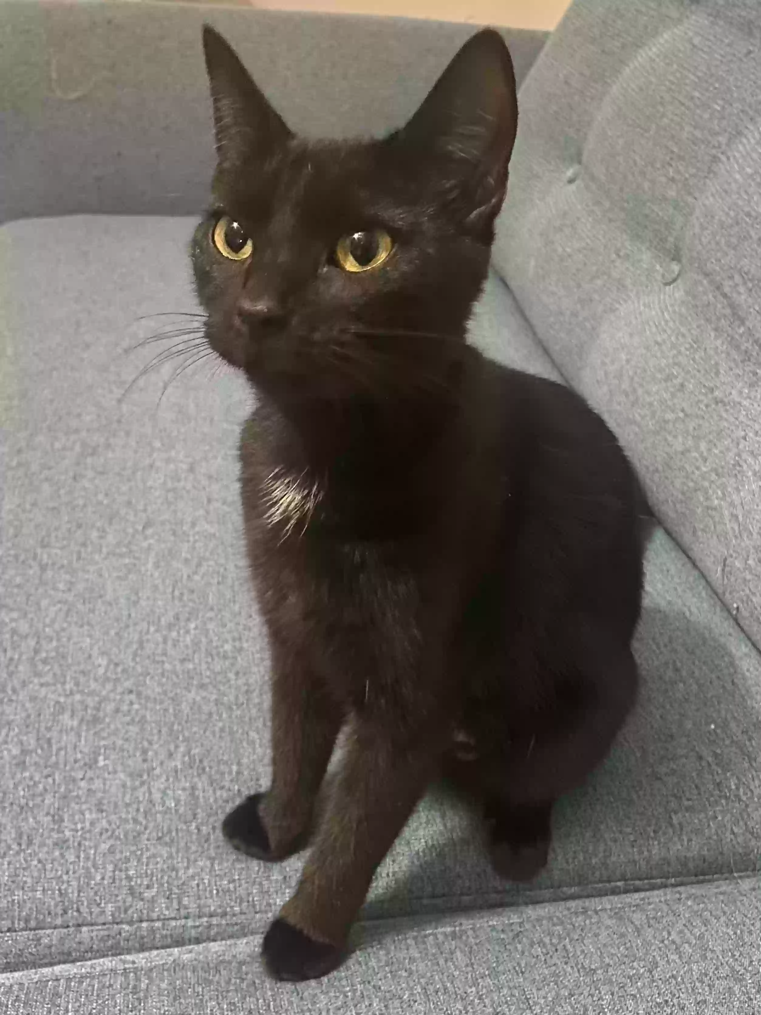 adoptable Cat in Adel,GA named Shadow