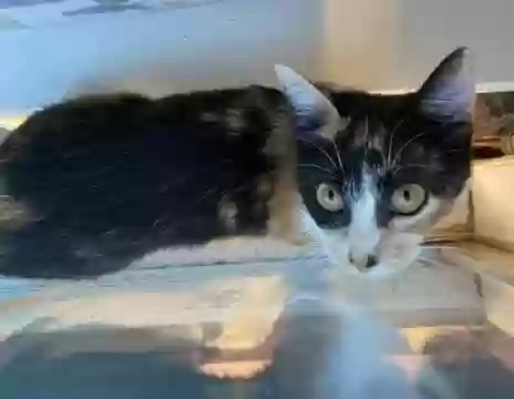 adoptable Cat in Adel,GA named Callie